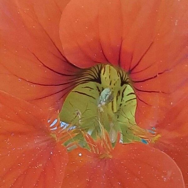 Tropaeolum majus Virág