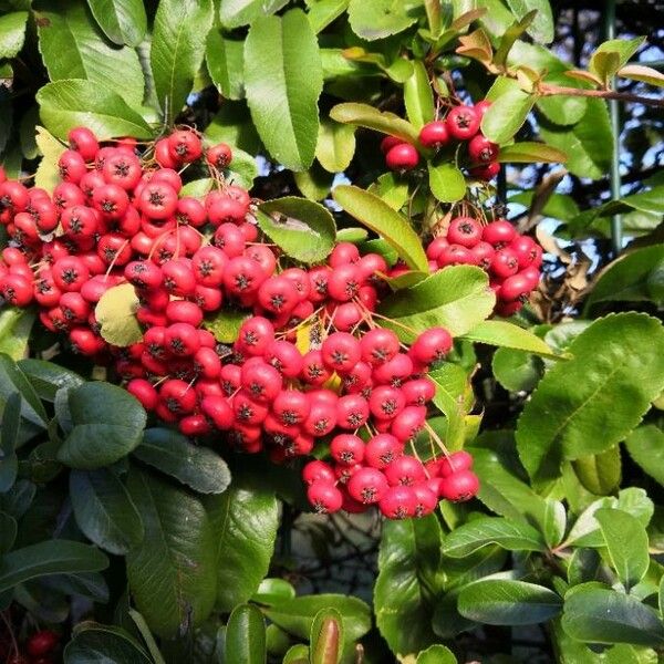 Pyracantha coccinea Fruto