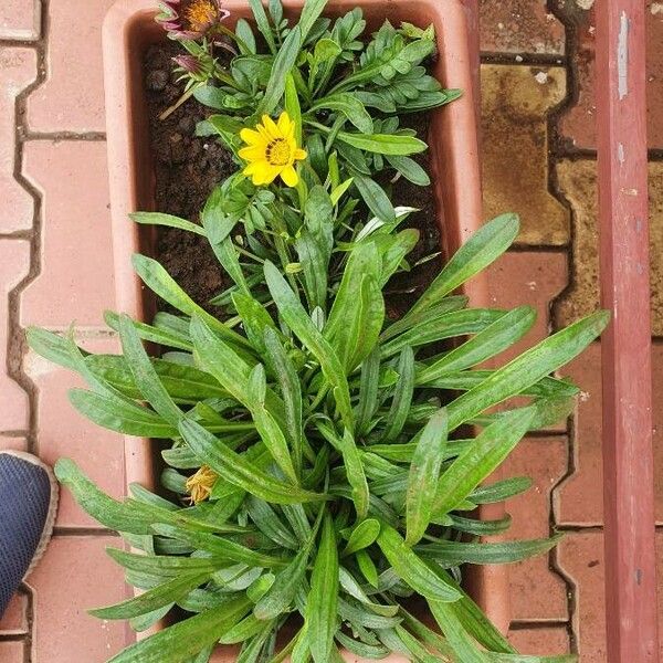 Gazania rigens Leaf