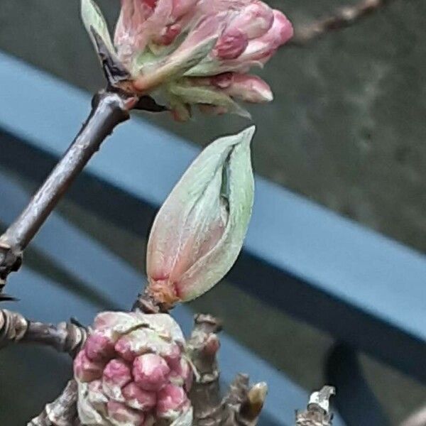 Viburnum × bodnantense 花