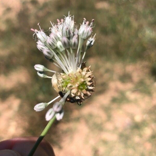 Allium vineale Blomst