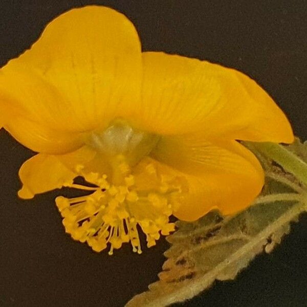 Abutilon pannosum Flower