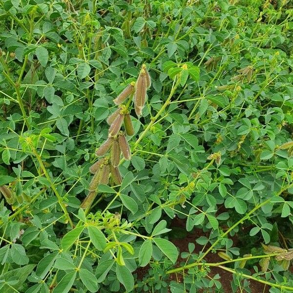 Crotalaria incana Fruto