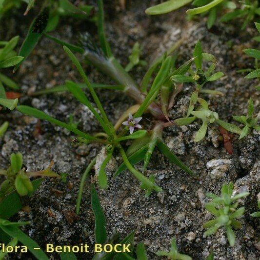 Limosella aquatica Habitus