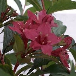 Weigela florida 花