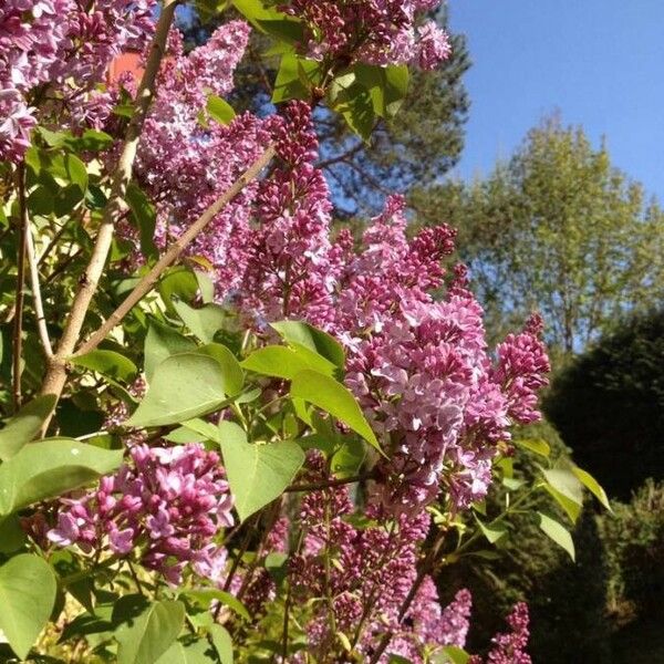 Syringa vulgaris Kukka