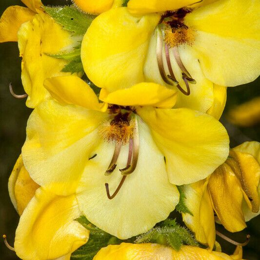 Verbascum creticum Flower