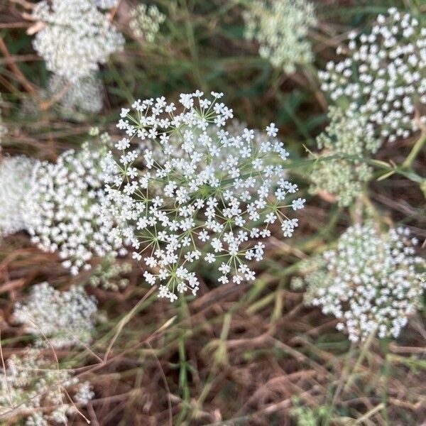 Falcaria vulgaris ফুল