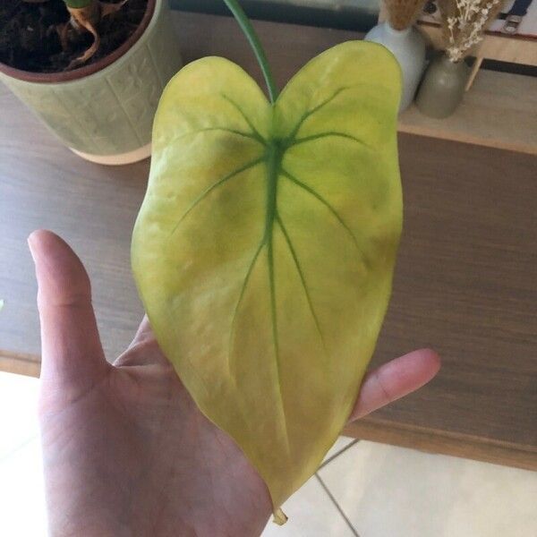 Alocasia cucullata Lehti