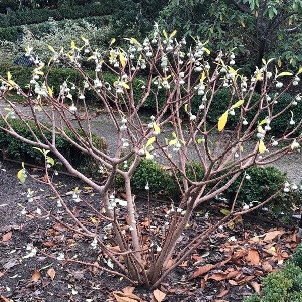 Edgeworthia tomentosa Flor