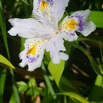 Iris japonica Квітка