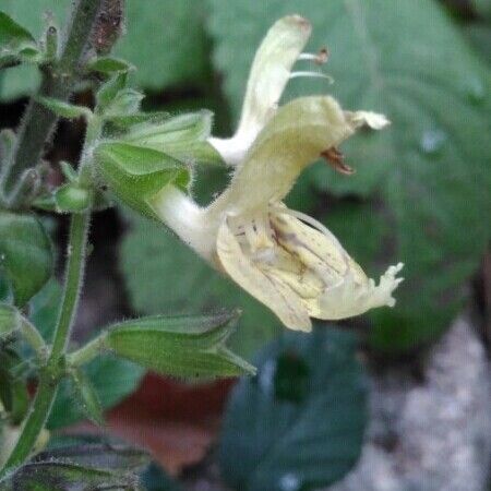 Salvia glutinosa ᱮᱴᱟᱜ