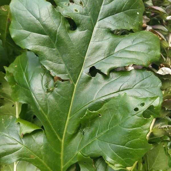 Acanthus spinosus List