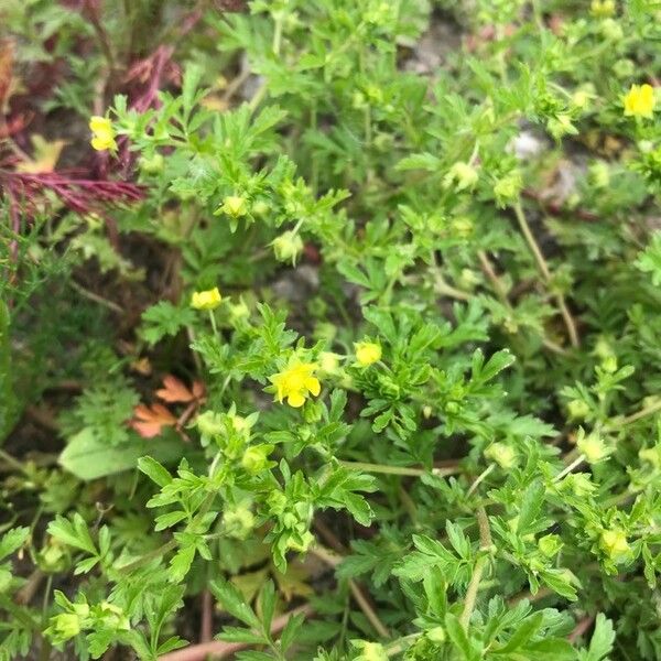 Potentilla supina Blodyn