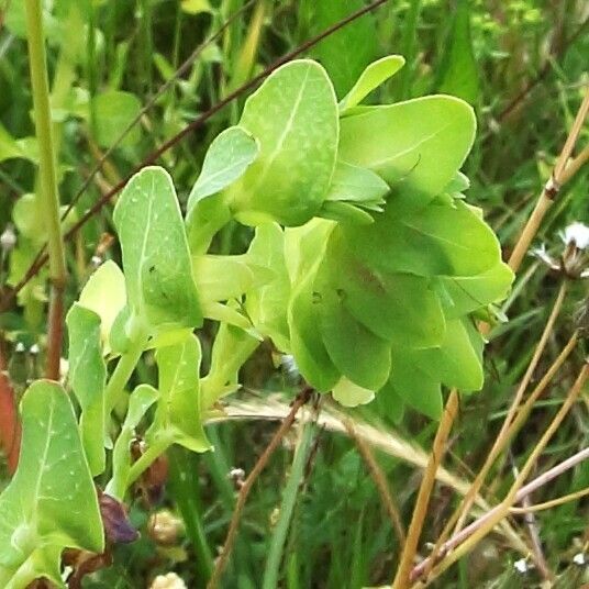 Cerinthe glabra Blad