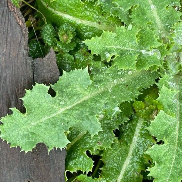 Sonchus asper Folha