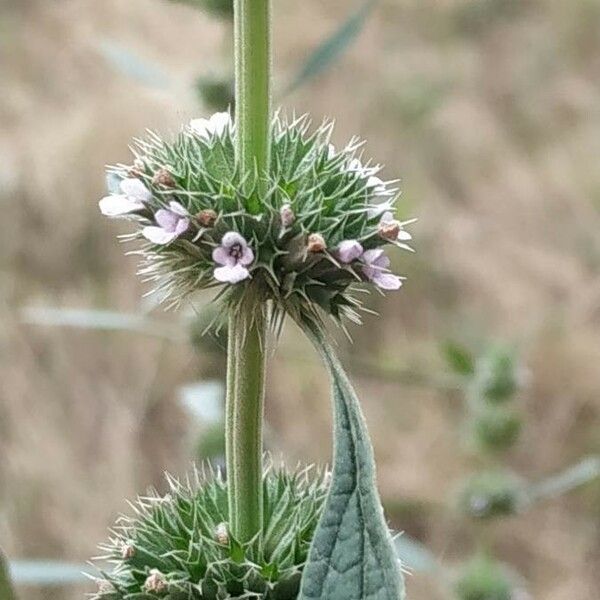 Chaiturus marrubiastrum Flower