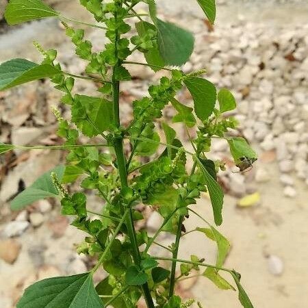 Acalypha indica Квітка