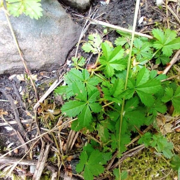 Potentilla anglica 叶