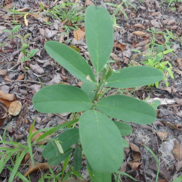 Clitoria guianensis List