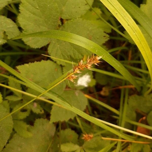 Carex spicata Kvet