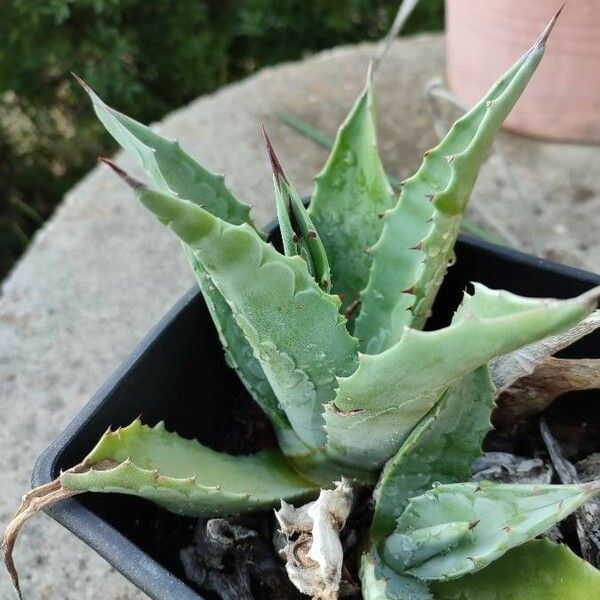 Agave americana 葉