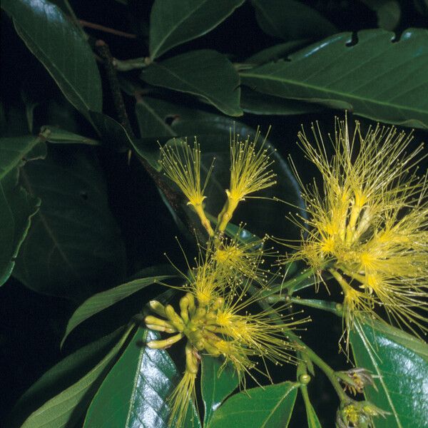 Inga pilosula Flower