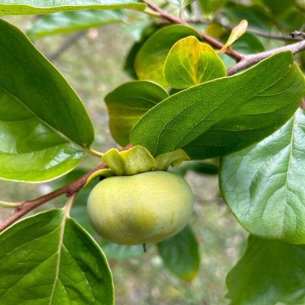 Diospyros kaki 果実