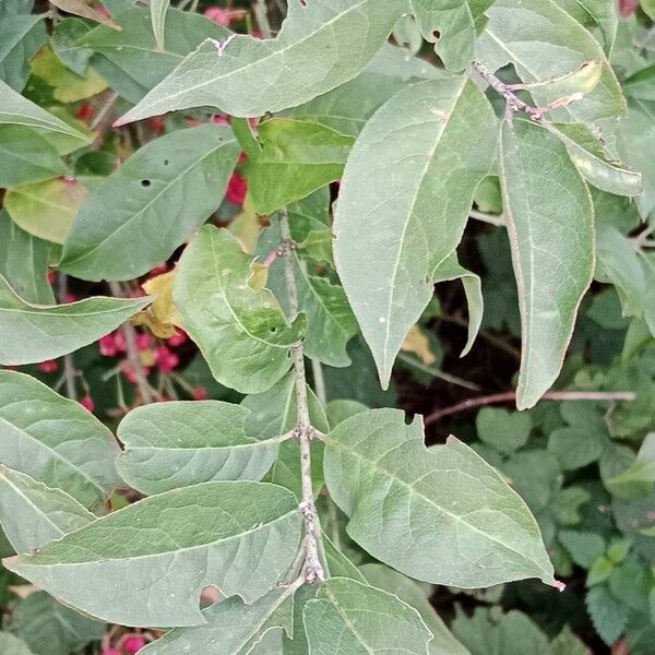 Euonymus europaeus Levél