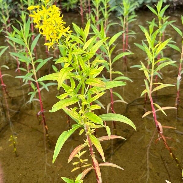 Lysimachia terrestris موطن