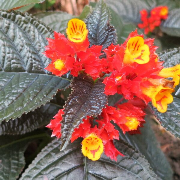 Chrysothemis pulchella Flor