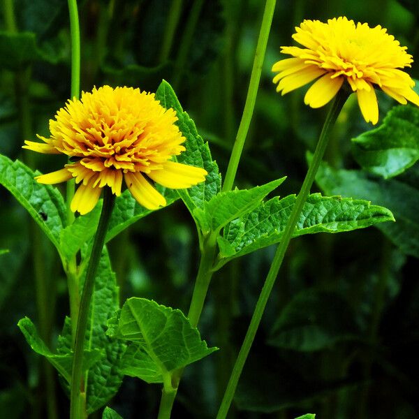 Heliopsis helianthoides Flors