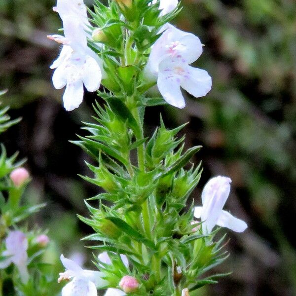 Satureja hortensis Floare