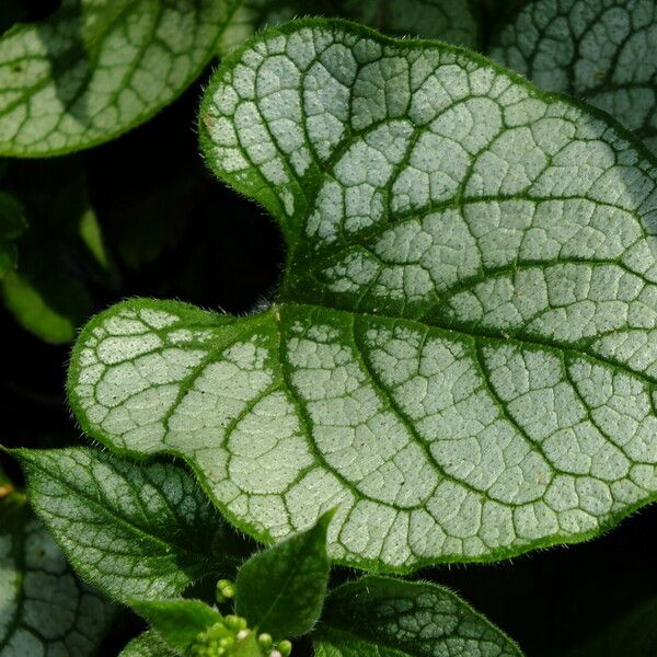 Brunnera macrophylla Листок