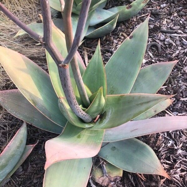 Aloe striata Leaf