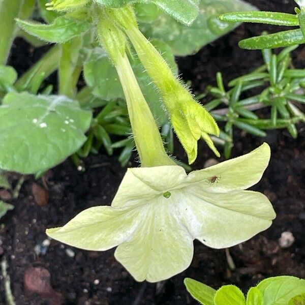 Nicotiana alata Bloem