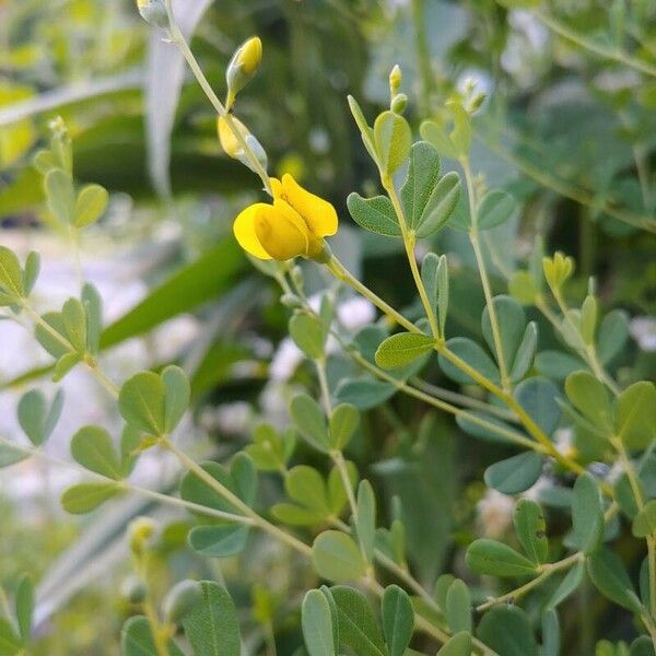 Baptisia tinctoria ফুল