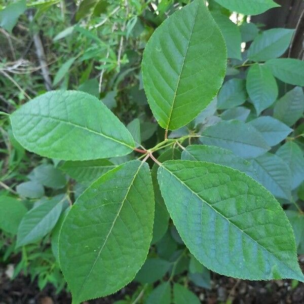 Prunus virginiana Blatt