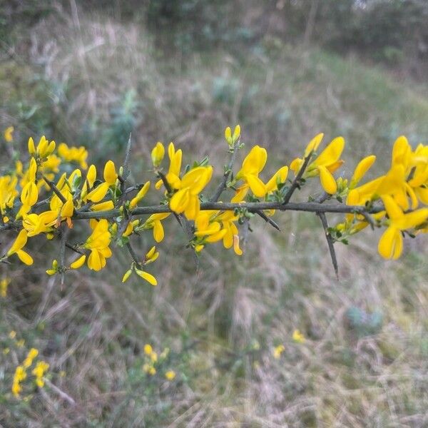 Genista scorpius Flower