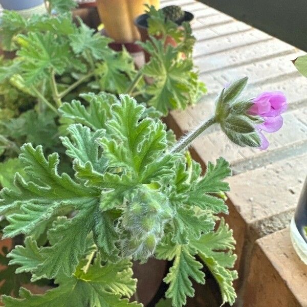 Pelargonium capitatum 葉