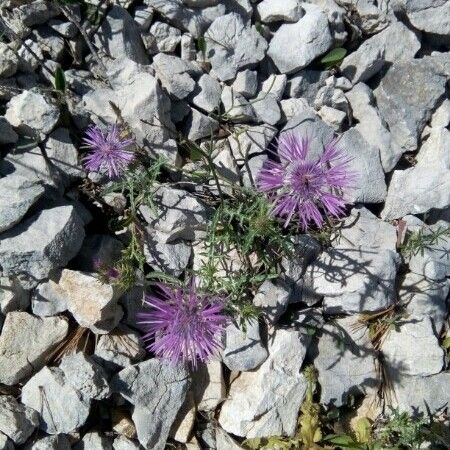 Centaurea corymbosa Flower