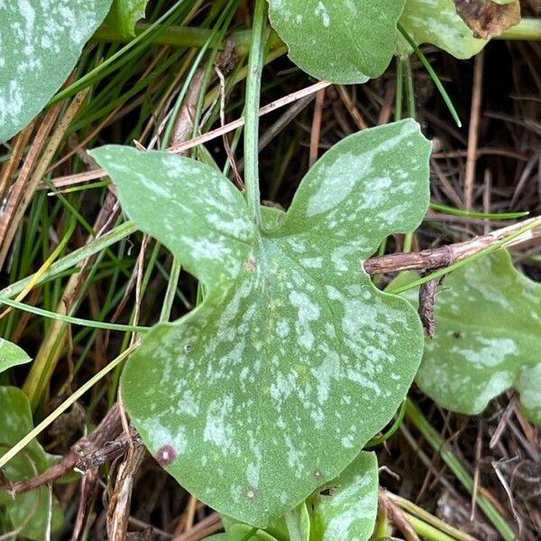 Rumex scutatus Blad