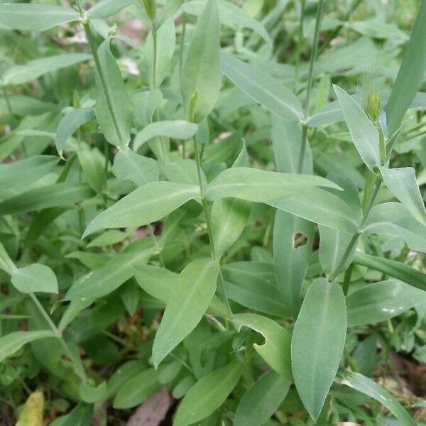 Silene vulgaris برگ