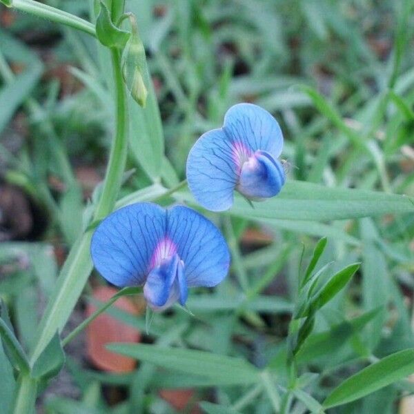 Lathyrus sativus Kukka