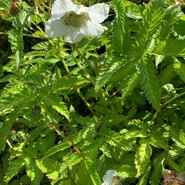 Rubus illecebrosus Flower