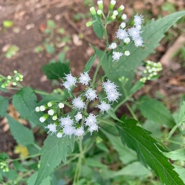 Ageratina aromatica 花