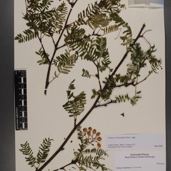 Sorbus rufopilosa