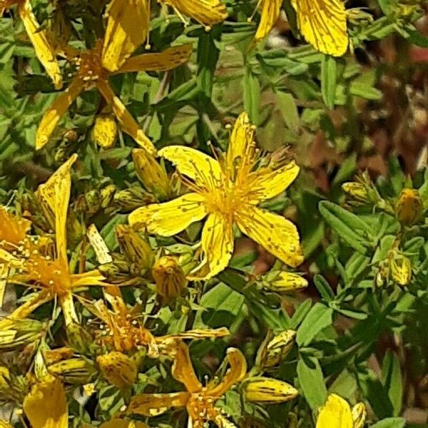 Hypericum perfoliatum Flower