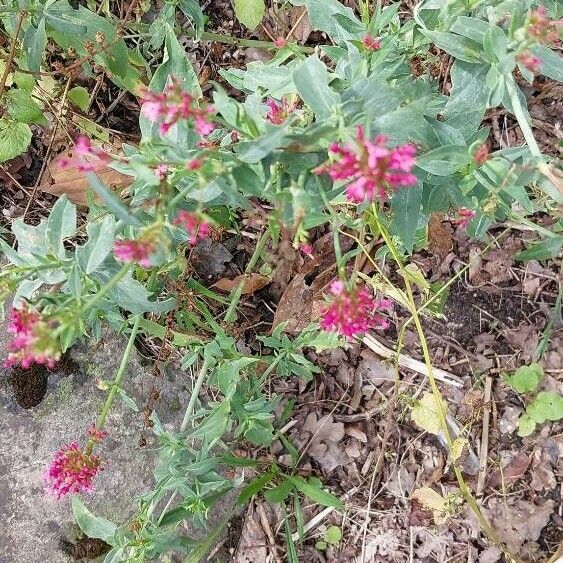 Centranthus lecoqii Blodyn