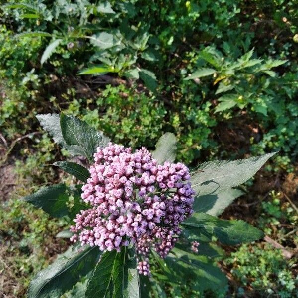 Pluchea camphorata Flower